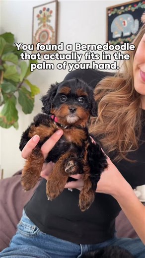A Munchkin Bernedoodle is a cross between a Cavalier King Charles Spaniel, Bernese Mountain Dog, and Poodle. This unique combination allows us to achieve a smaller size while maintaining the beloved Bernedoodle characteristics. Munchkin Bernedoodles are one of our rarest and most carefully developed lines! The adult weight can vary based on litter but they are typically anywhere between 10-25lbs full grown! • • • #bernedoodle #munchkinbernedoodle #tinydogs #smallpuppy #reelsdaily | Rocky Road Do