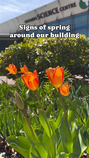 1.4K views · 22 reactions | What signs of spring have you noticed around your neighbourhood? Here’s a couple we’ve spotted in ours: Tulips Leafing trees  Wasps, bees and other insects Serviceberry flowers  Grape hyacinth and other early bloomers 曆 Butterflies | Ontario Science Centre | Facebook