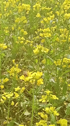 Apis cerana bees collecting nectar and pollen