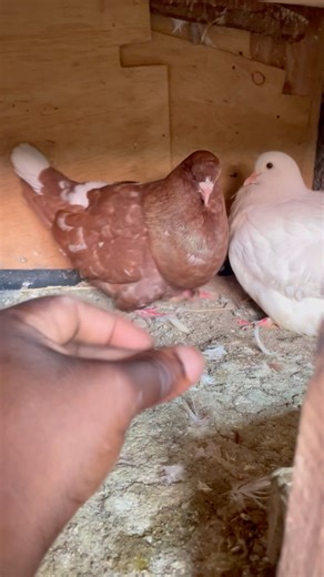 Meet my chicken size pigeons #racingpigeon #pigeon #bird #birds