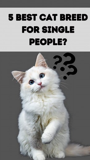 Hello cat lovers, here we have 5 best cat breed for you, don't forget to check the last one🐾🐈 . Follow for more.🐈 . . . . . . Dm for credit-🎥 . . . . . . . . . #catlover #catlovers #catlady #cat #cats #bengalcat #siamesecat #persiancat #ragdoll #scottishfold #catmom #kittymeow #meow #catbreed #cateducation #catladylife #catlife #adoptdontshop #petlovers #catshel #animallovers | Ask My Cats