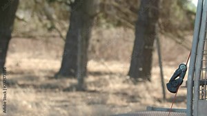 Closeup of two working cattle dogs sitting on the back of a farm truck / ute who then leap down and run off