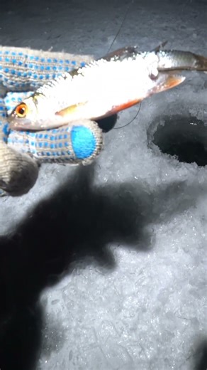 How to properly put live bait on a lining.