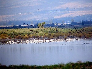 Hula Valley - Alchetron, The Free Social Encyclopedia