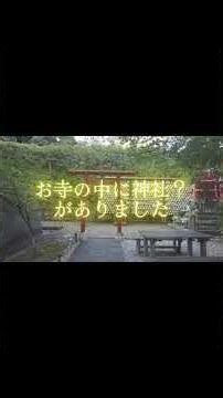 長谷寺ひとり散策 #長谷寺 #鎌倉 #ひとり散歩