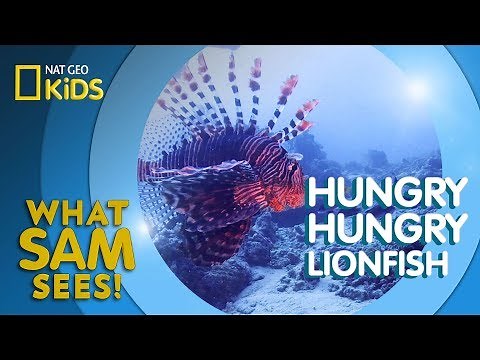 Hungry Hungry Lionfish | What Sam Sees