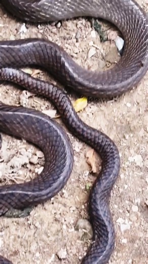 The Amazing Secret of the Rat Snake! 🐍 Why is it so good at catching rats? | Rat Snake Facts