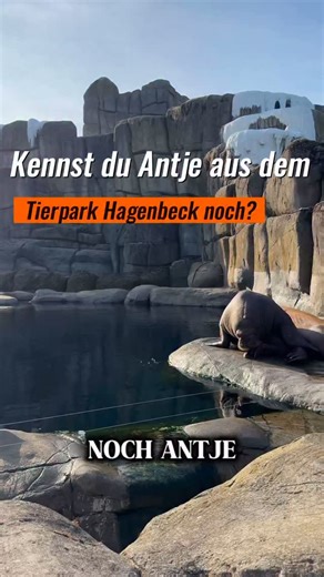 🦭 Antje – Hamburgs berühmtestes Walross 💙 ⠀ Sie war mehr als nur ein Tierpark-Star – Antje war ein echtes Hamburger Original! 🐚 Von 1984 bis 2001 prägte sie als Maskottchen das NDR-Logo 📺 und begeisterte die Menschen im Tierpark Hagenbeck 🏞️. Das pazifische Walross wurde stolze 27 Jahre alt und bleibt unvergessen. ⠀ 🌊 Ruhe in Frieden, Antje. Du warst das sympathischste Walross des Nordens. #Antje #Walross #TierparkHagenbeck #NDR #Hamburg #Tierliebe #Kindheitserinnerung #Tierpark #NDRMaskot