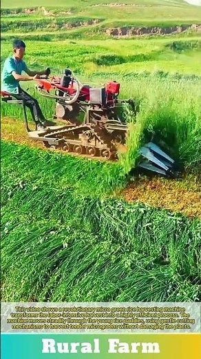 Revolutionary micro green rice harvesting machine efficiency farming