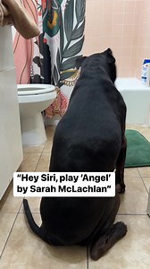 Someone hire him for those ASPCA commercials 😭😭 #dogs #pets #love #ajax | Jennifer Harrison