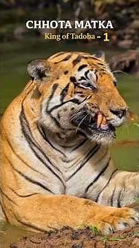 The Beginning of Chota Matka | Tadoba Tiger Story | Matkasur & Choti Tara | Jungle King Origin #f...