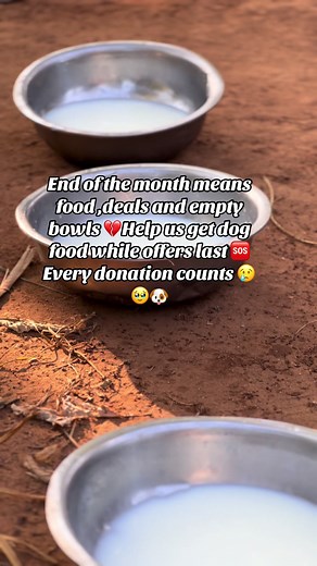 friend to dogs sur TikTok