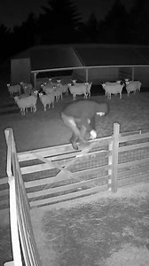 Midnight CCTV captures a shocking moment when a young man enters a goat farm and suddenly transforms into a wolf. A creepy, scary and unbelievable night incident! #GoatFarm #WolfTransformation #CCTVFootage #ScaryReels #CreepyVideo #MidnightHorror #ShockingMoment #RealisticAI | Grumbo