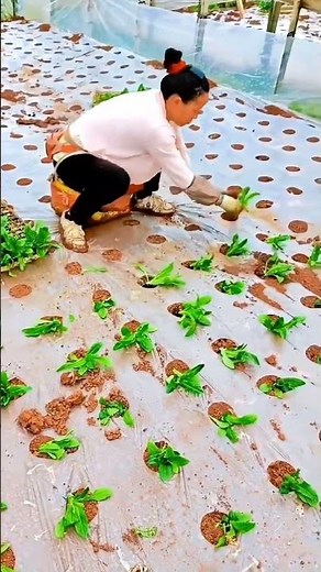 "Planting Vegetables in a Greenhouse | Rural Life in China | Daily Farming Vlog