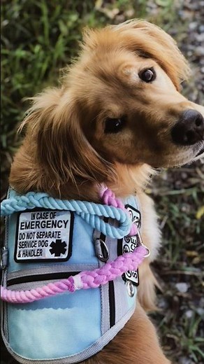 Types of Service Dogs & What They Do . . . 🐕‍🦺