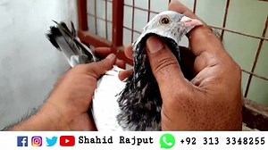 9.4K views · 1.4K reactions | Ustad Imam Deen Marking effort | Imam Deen Breed Asal Halat me jo Merey Pass Hy | Urdu \ Hindi |  | Shahid Rajput Pigeon's | Facebook