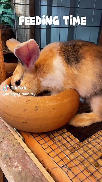 Feeding Time with My Rabbits: A Joyful Routine