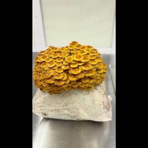 DIY Mushroom Kits - Super easy