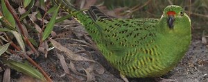 The Western Ground Parrot and me: A story about Brenda Newbey and Western Australia's rarest bird | Heartland Journeys