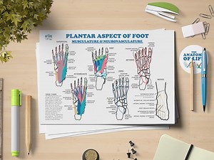 Plantar Foot Anatomy Poster - Etsy Australia