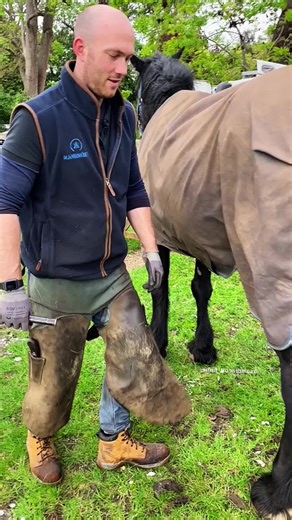 Satisfying Horse ASMR: Relaxing Sounds and Scenes