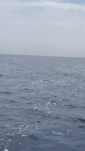 Senegalfishing on Reels