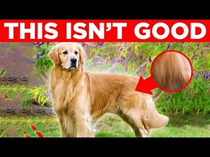 the UGLY truth about Golden Retrievers...