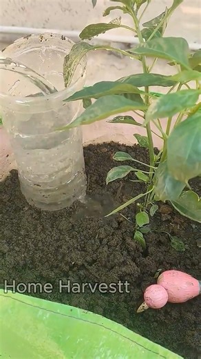 Deep Root Watering Hack with Plastic Bottle 🌱 | Water Plants the Right Way #shorts
