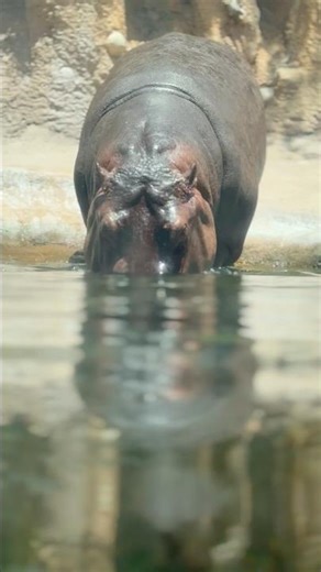 San Antonio Zoo Short | Zoo | Zoo Short video in 4K | Hippo | Hippos Short | Bear Short |Bear in Zoo