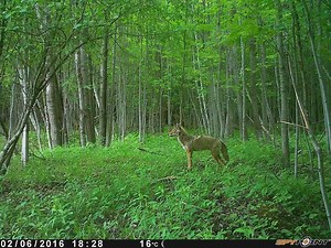 57K views · 118 reactions | FORCE-10 pictures | SPYPOINT Trail Cameras | Facebook