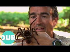 Journey to Reveal The Biggest and Baddest Animals