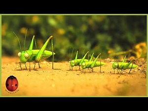 The Grasshopper Who Didn't Know How To Leap | Minuscule 🍃 15' Compilation