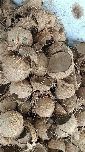 Coconut Shells for Sale in Andhra Pradesh, West Godavari