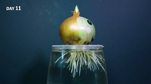 Onion root growth time lapse (40 days)