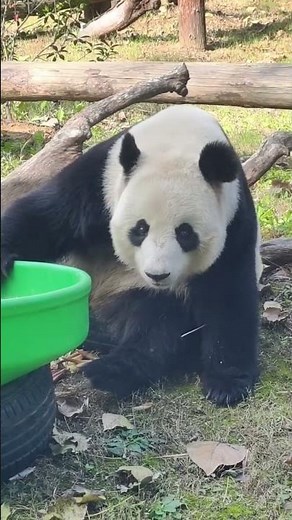 Panda Gets Scared, Quiet Please #bequiet #getscared #pandamoments #animalbehavior #cutepanda #cute