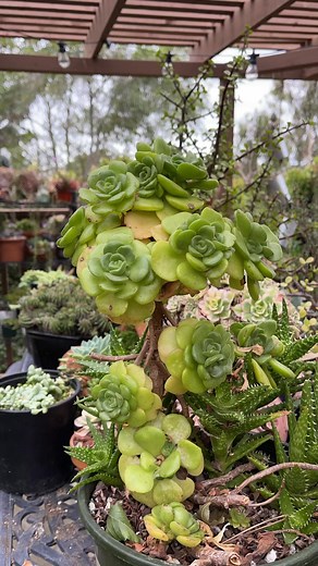 Let’s propagate our Aeonium ‘Lily Pad’ #uniquesucculentdesigns #reels2023 #propagationstation | Unique Succulent Designs