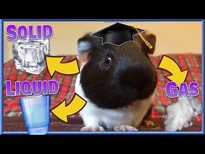 The Three States of Matter explained by a Guinea Pig!