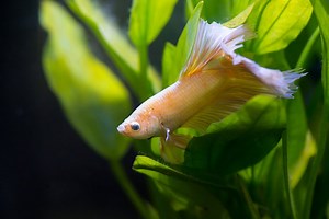 Betta Fish Jumping Out Of The Tank - Main Reasons & Solutions