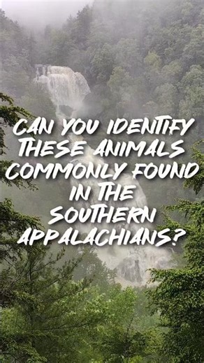 Southern Appalachian Animal Challenge 10 Animals to Guess!