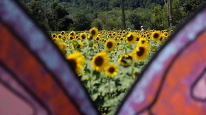 63K views · 1.8K reactions | WOW! Half-million flowers create a stunning scene in the hills of Warren County, N.J. You can surround yourself in a sea of color at Von Thun Farms. That’s what we call flower power! | NJ.com | Facebook