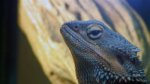 Colorado man dies after bite from his pet Gila monster