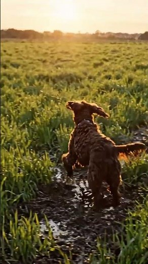 American Water Spaniel – Rare All-Around Water Hunter ‪@GlobalDogBreeds‬