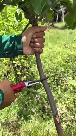 Great Technique for Grafting Avocado Trees