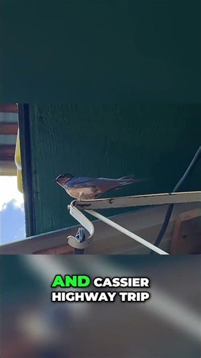 Alaska Wildlife Encounters Elk Herds & Highway Adventures!