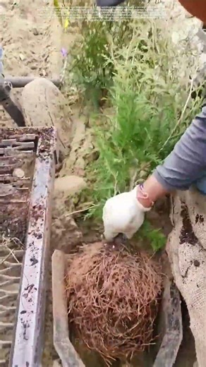 How Farmers Use Machinery to Sow Crops with Precision