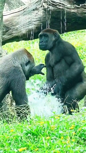 Jabali 潑Tayari 水 #taipeizoo #cute #gorilla
