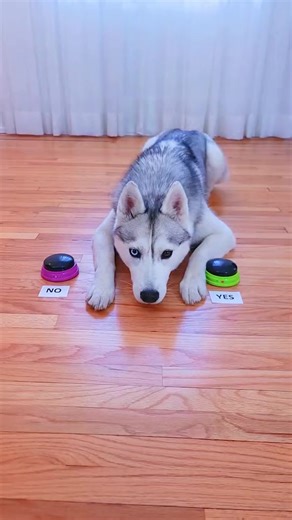 Skaya answers fan questions using her talking buttons! | Jesus Venne