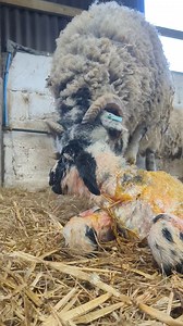 Always nice to see new lambs. This mule lamb, (by a Bluefaced Leicester and out of a Swaledale ewe) has just been born and it's mother soon gets to bonding with it. This ewe has had 8 crops of lambs and is one of the favourites in the flock. Swaledale Sheep Breeders Association North of England Mule Sheep Association National Sheep Association NFU Online #livestockphotography #livestockphotographer #sheep #lambing Farmers Weekly BBC Countryfile Magazine #lambingtime #sheepofinstagram #sheepfarmi