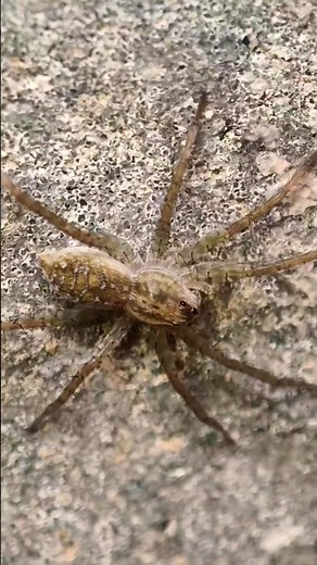 Spider Sounds Compilation 🕷️ | Nature Sound Effects | 4K #shorts #animals