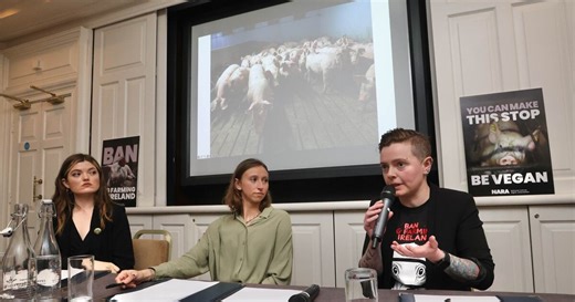 Animal rights groups say Irish pig farming has 'systemic abuse'